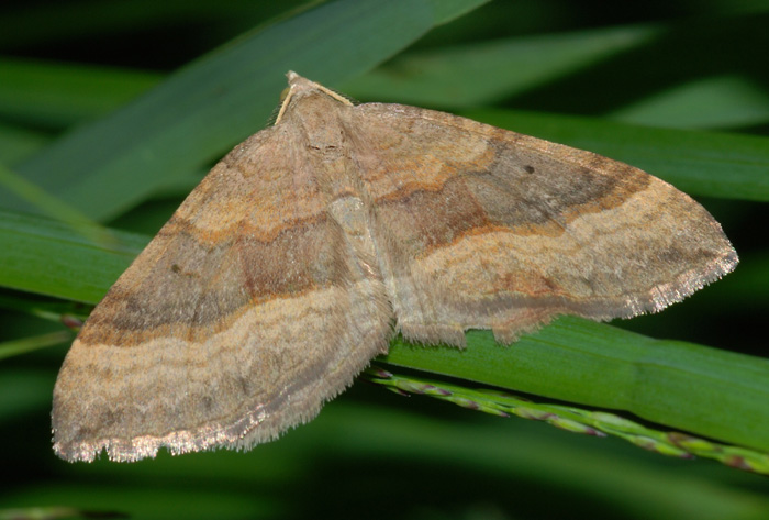 Geometridae:  Scotopteryx chenopodiata e Mesotype verberata